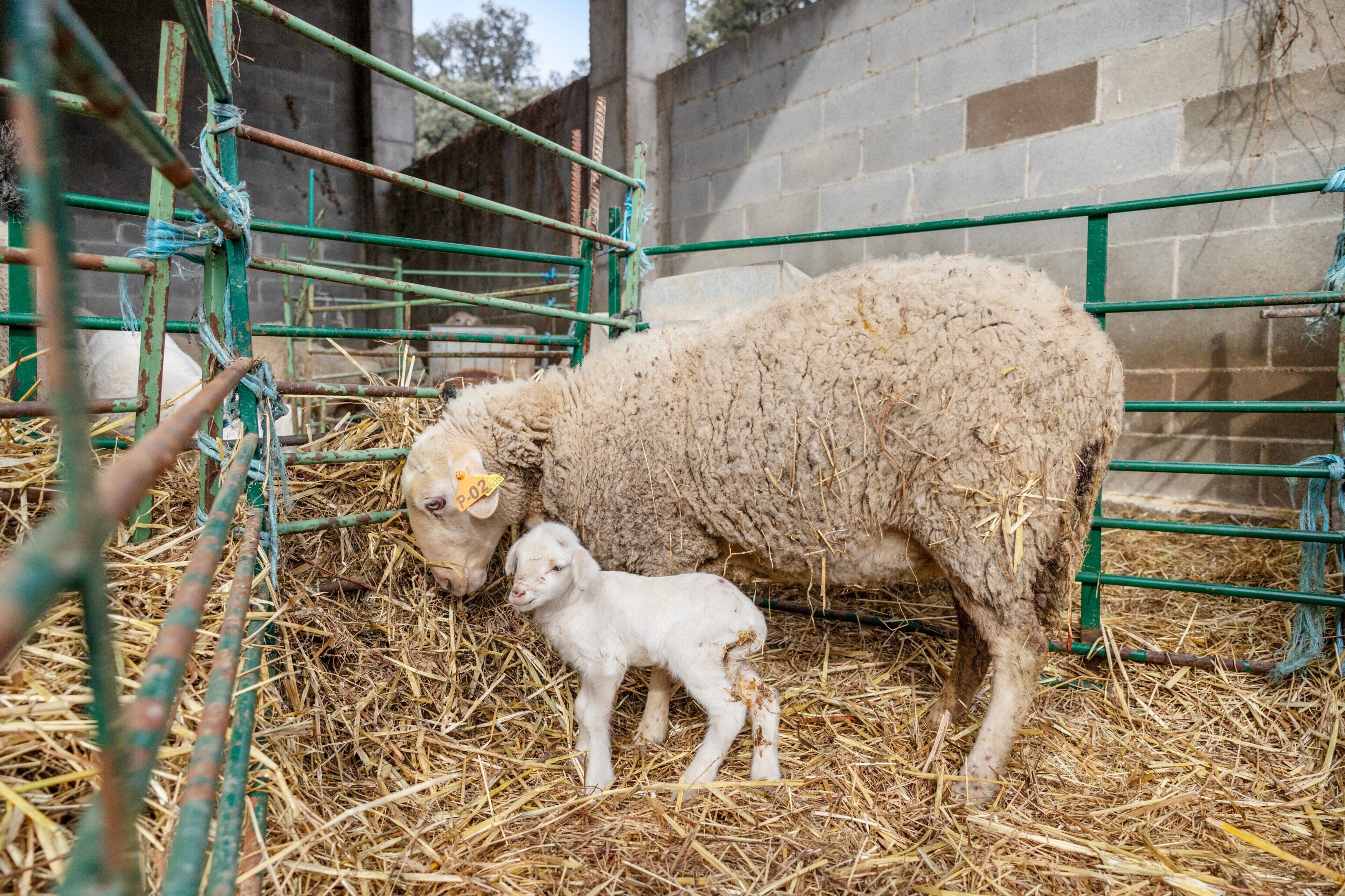 A pen with a sheep and a lamb, metal fencing, and straw bedding.