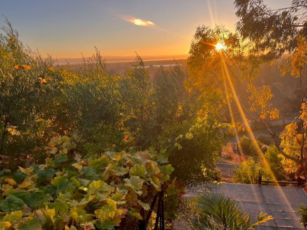 A vineyard with rows of grapevines and a distant view of a cityscape during sunset.