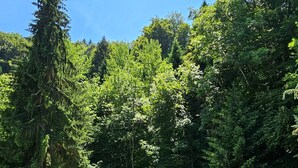 A picnic setup with benches and a table, surrounded by dense forest and tall trees. - Summer/winter rental, ski - hiking Haute-Savoie - peaceful location - friends/family (La Rivière-Enverse)