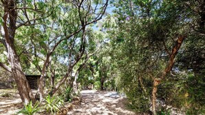 A dirt path through a wooded area with trees and shrubs. - Ryma Cottage | Prevelly (Prevelly)