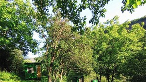 A small, green, single-story building surrounded by dense trees and grass. - Camping Three poplars by VL (Alaverdi)