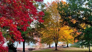 Een park met een gazon en bomen met herfstkleuren.