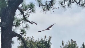 A tree with a bird flying near its branches. - St. Lucie Breezes 2 (Palm City)