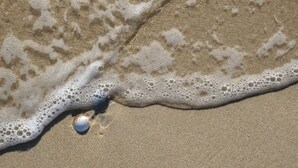 A sandy beach with a foamy wave and a seashell. - Sea Shells Studio @ The Blue Seas (Scamander)