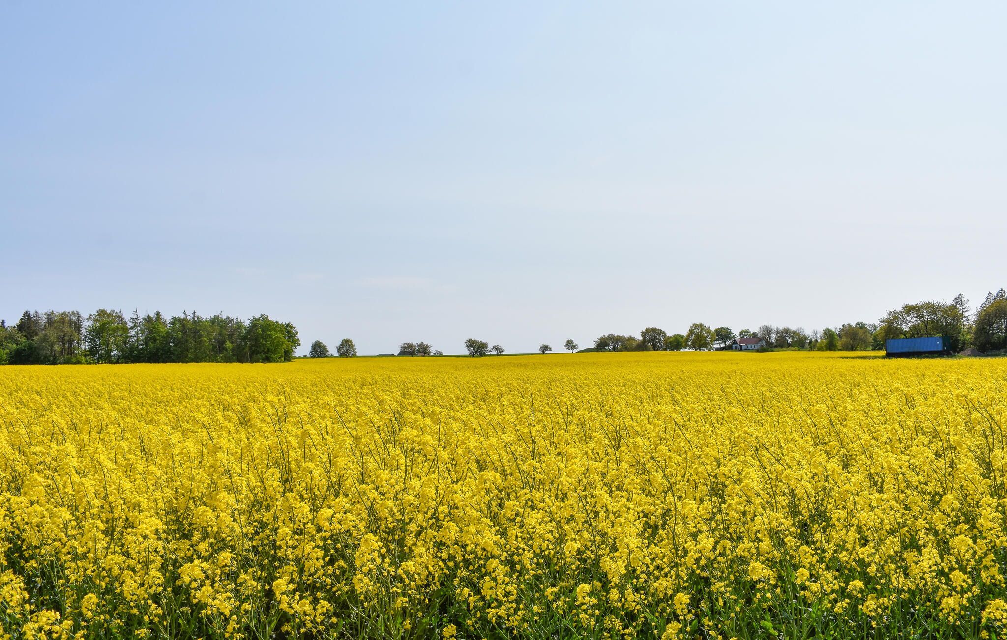 Ein weites Feld voller gelber Blumen unter blauem Himmel.
