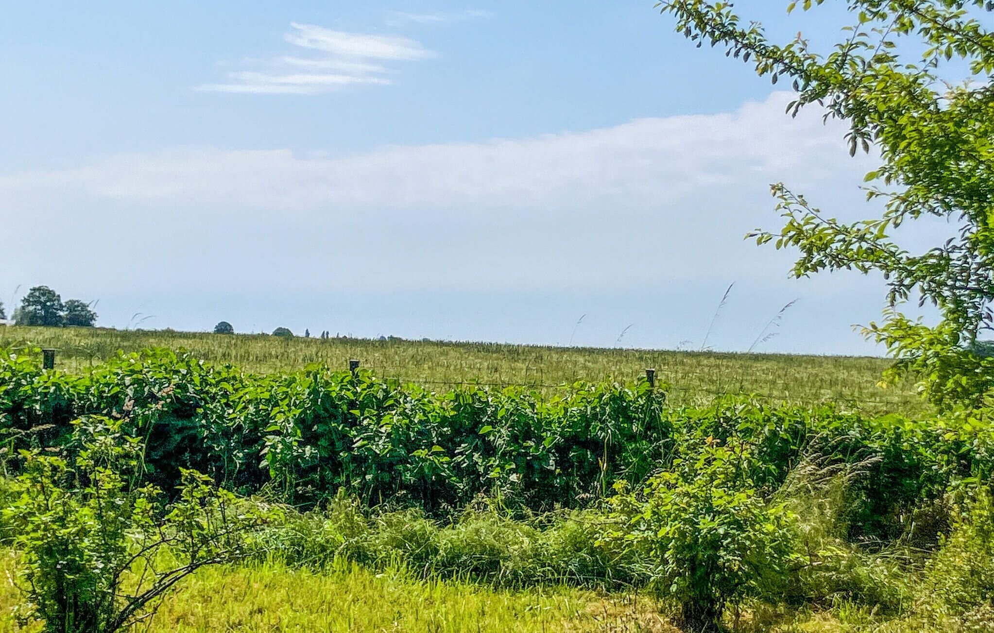 Ein Weinberg mit Reihen von Weinreben und blauem Himmel.