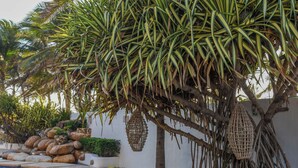 A garden with a palm tree, a stone pathway, and a decorative hanging basket.
