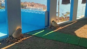 A room with a view of the sea, featuring a blue wall and a green mat.