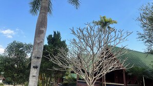 A building with a green roof, a palm tree, and a bench in the foreground. - Pai Hillside Resort (Pai)