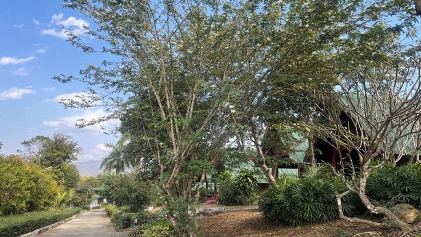 A pathway leading through a garden with various trees and shrubs, a building with a green roof, and a clear blue sky. - Pai Hillside Resort (Pai)