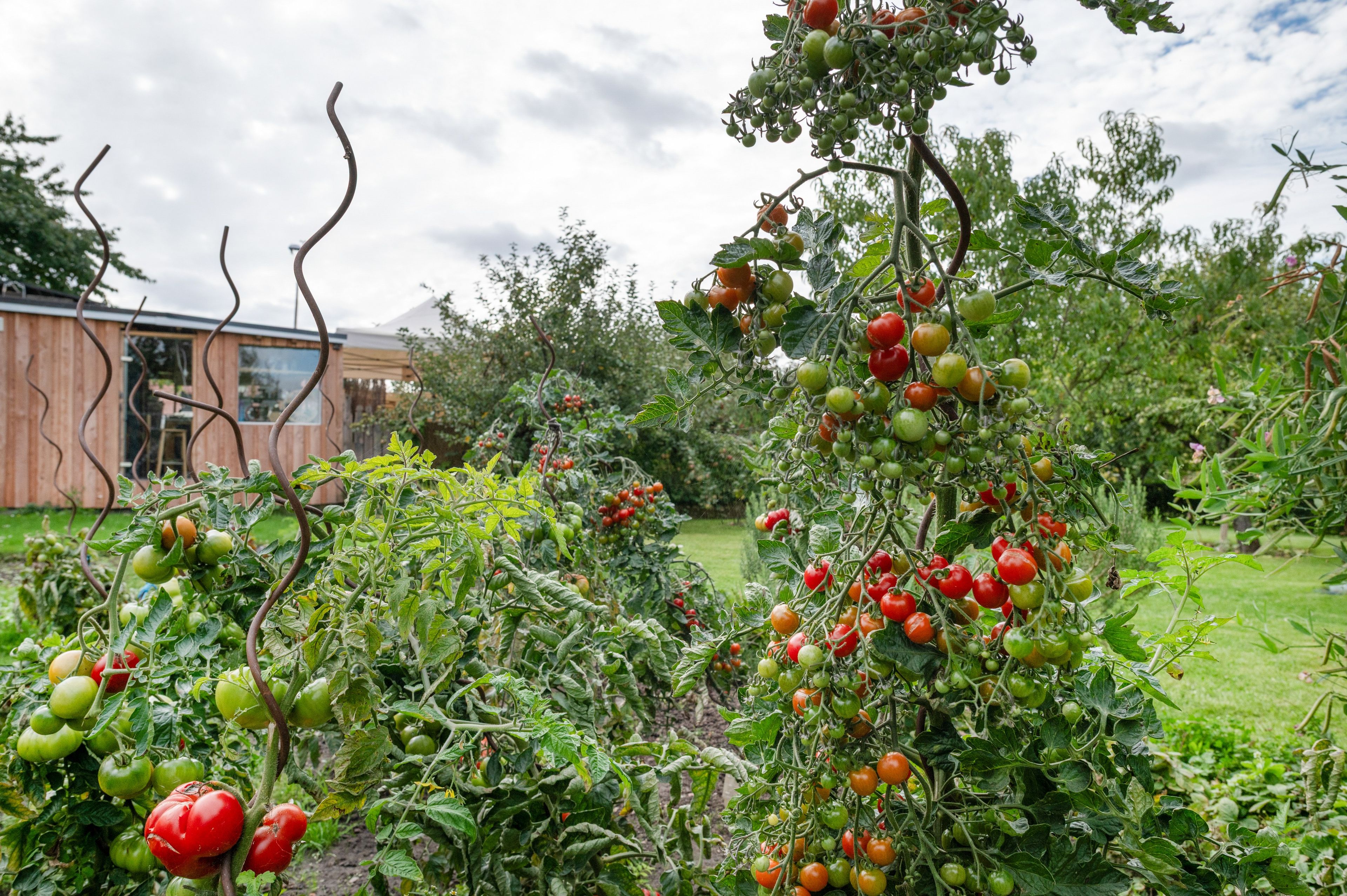 Ein Garten mit Tomatenpflanzen, an denen reife und unreife Tomaten wachsen.