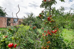 A garden with tomato plants bearing ripe and unripe tomatoes.