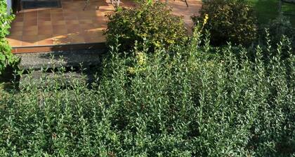 Ferienhaus 'Seeblick' mit Seeblick, privater Terrasse und eigenem Garten