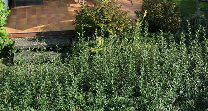 Ferienhaus 'Seeblick' mit Seeblick, privater Terrasse und eigenem Garten