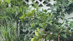 Una planta en maceta de barro, un cerramiento blanco de celosía y diversas plantas verdes.