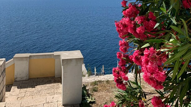 A coastal view with a clear sky, a body of water, and a pink flowering plant in the foreground. - La Piattaforma, your home with a private sea view (Santa Cesarea Terme)