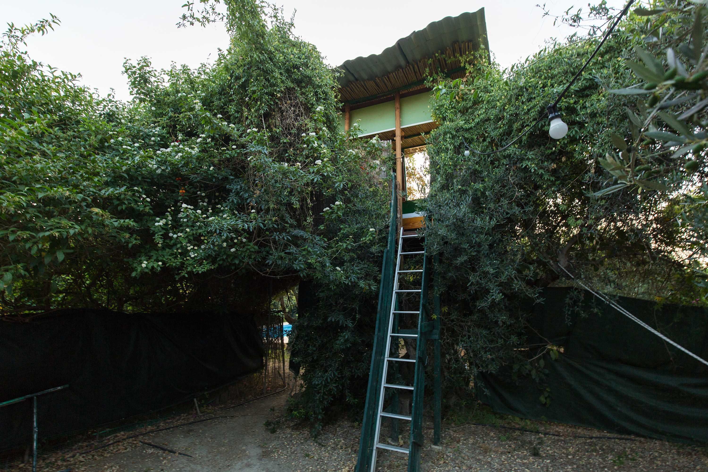 A ladder leading to a covered structure amidst dense foliage.