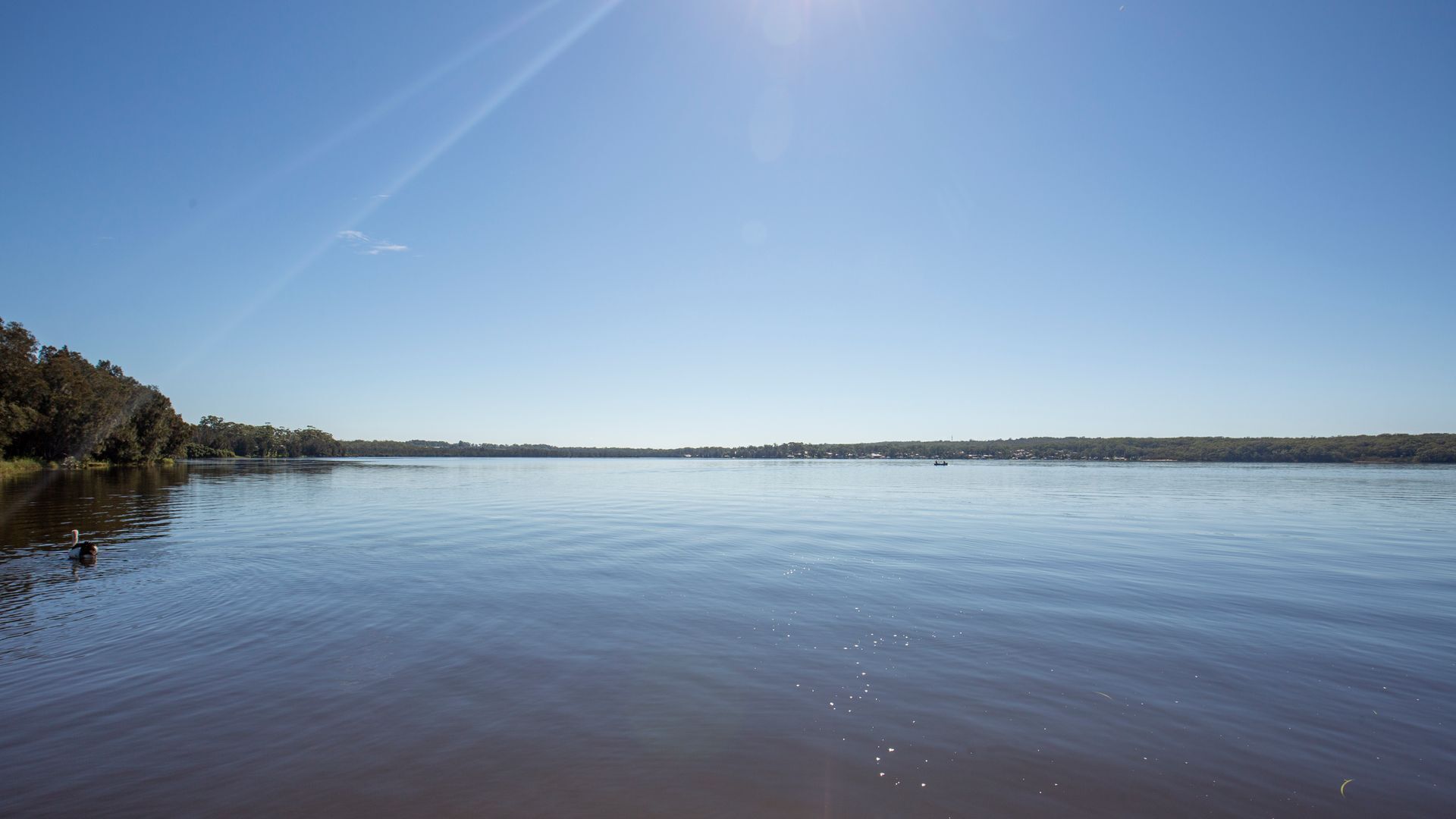 A calm lake with a clear sky and a forested shoreline.