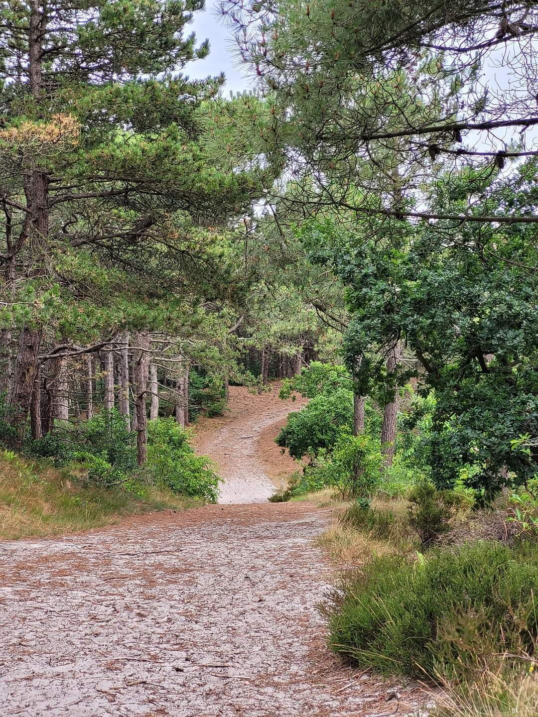 A gravel path leading through a forested area with dense trees and underbrush.