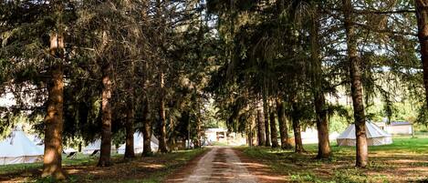 Un sentier bordé d’arbres qui mène à un terrain de camping où sont installées des tentes.