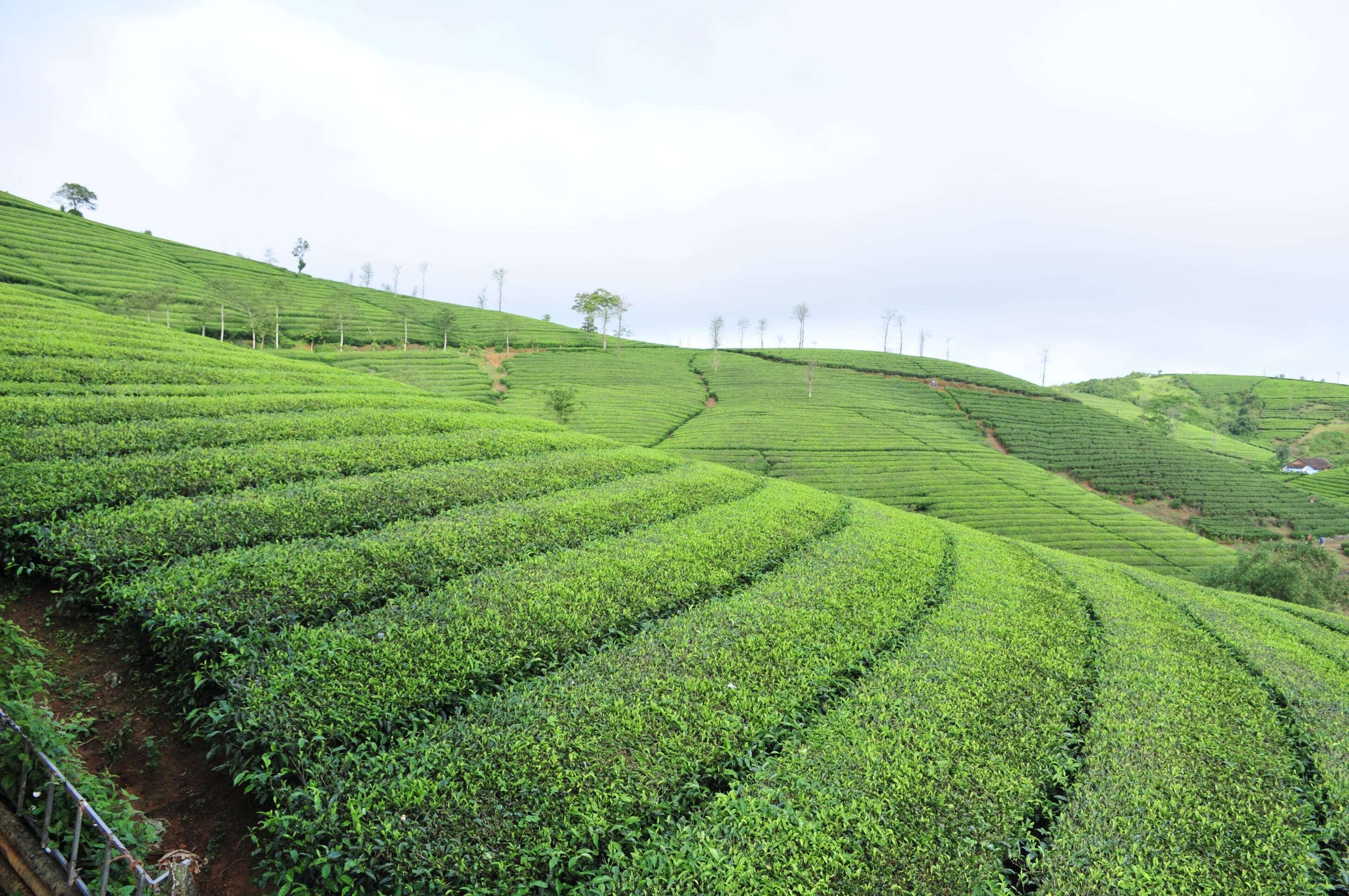 Plantations de thé en terrasses, sous un ciel dégagé.