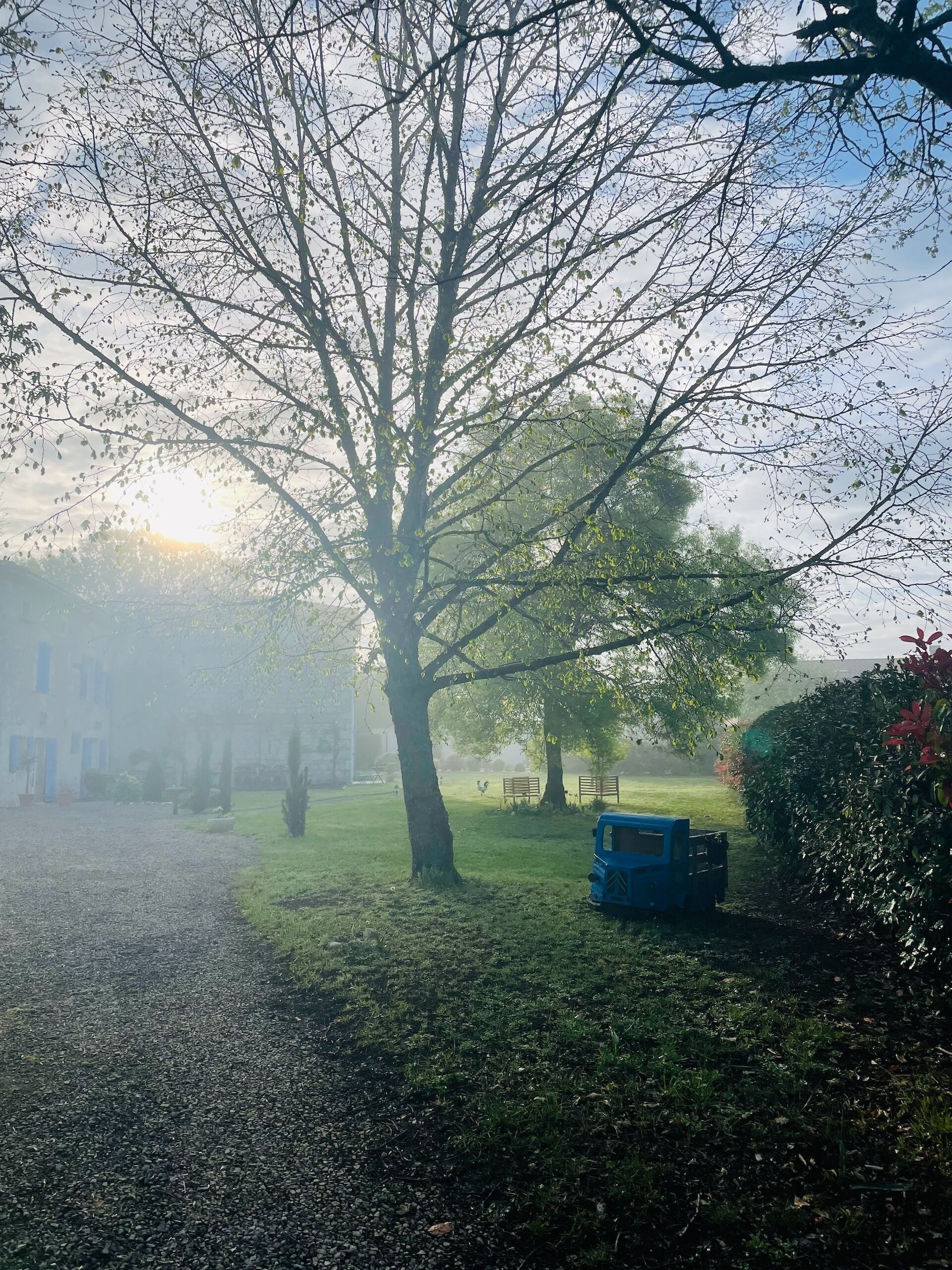 Un albero grande in un prato con un veicolo blu parcheggiato nelle vicinanze.
