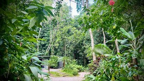 Een tuinpad omringd door weelderige begroeiing en bomen.