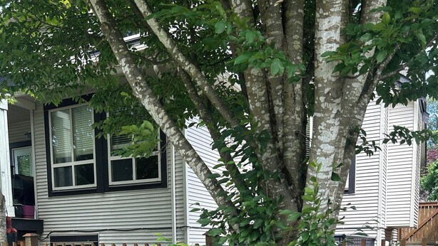 A residential area with a wooden fence, a tree, and a house with white siding and black trim.