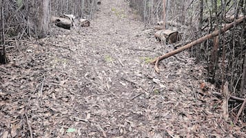 Uma trilha na floresta com árvores densas e folhas caídas.
