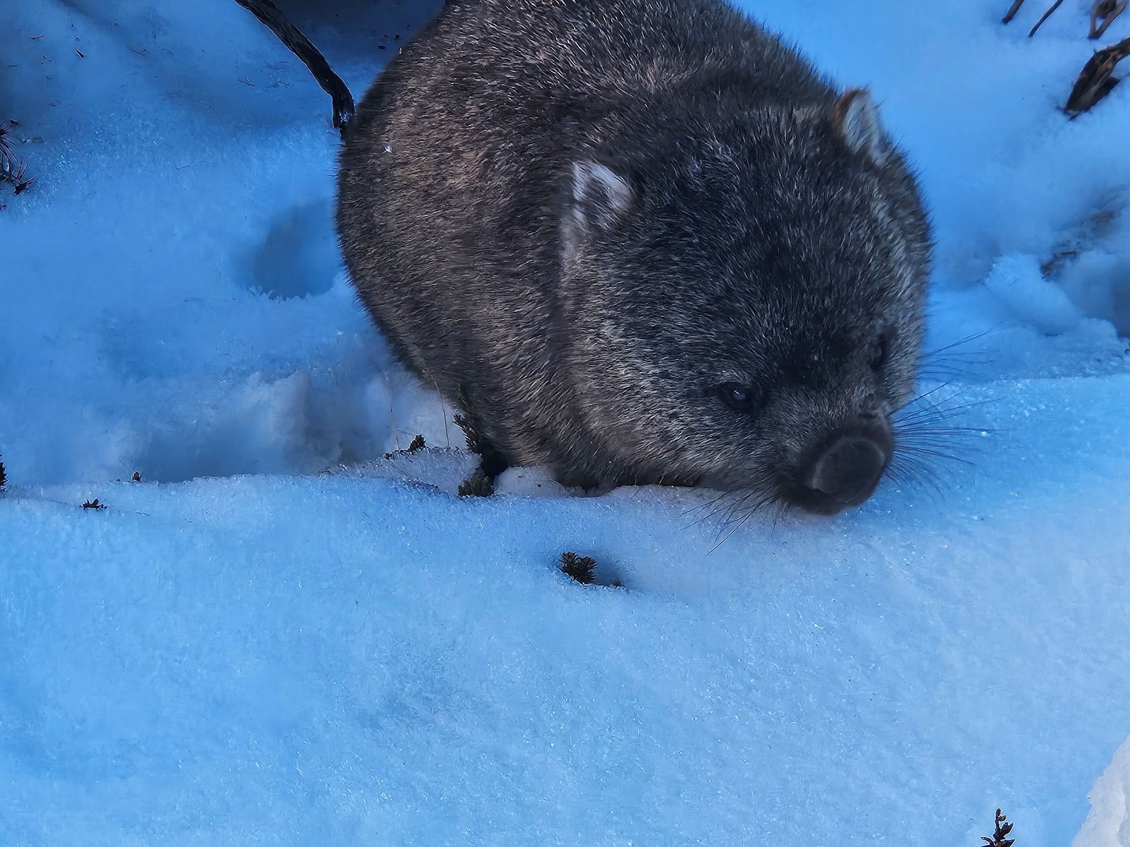 A close-up of a brown animal with a bushy tail in a snowy environment.