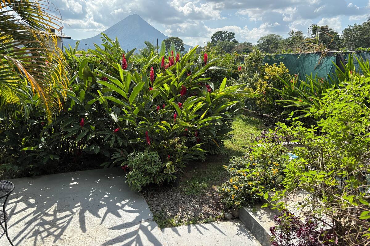 A garden with various plants and a view of a mountain.