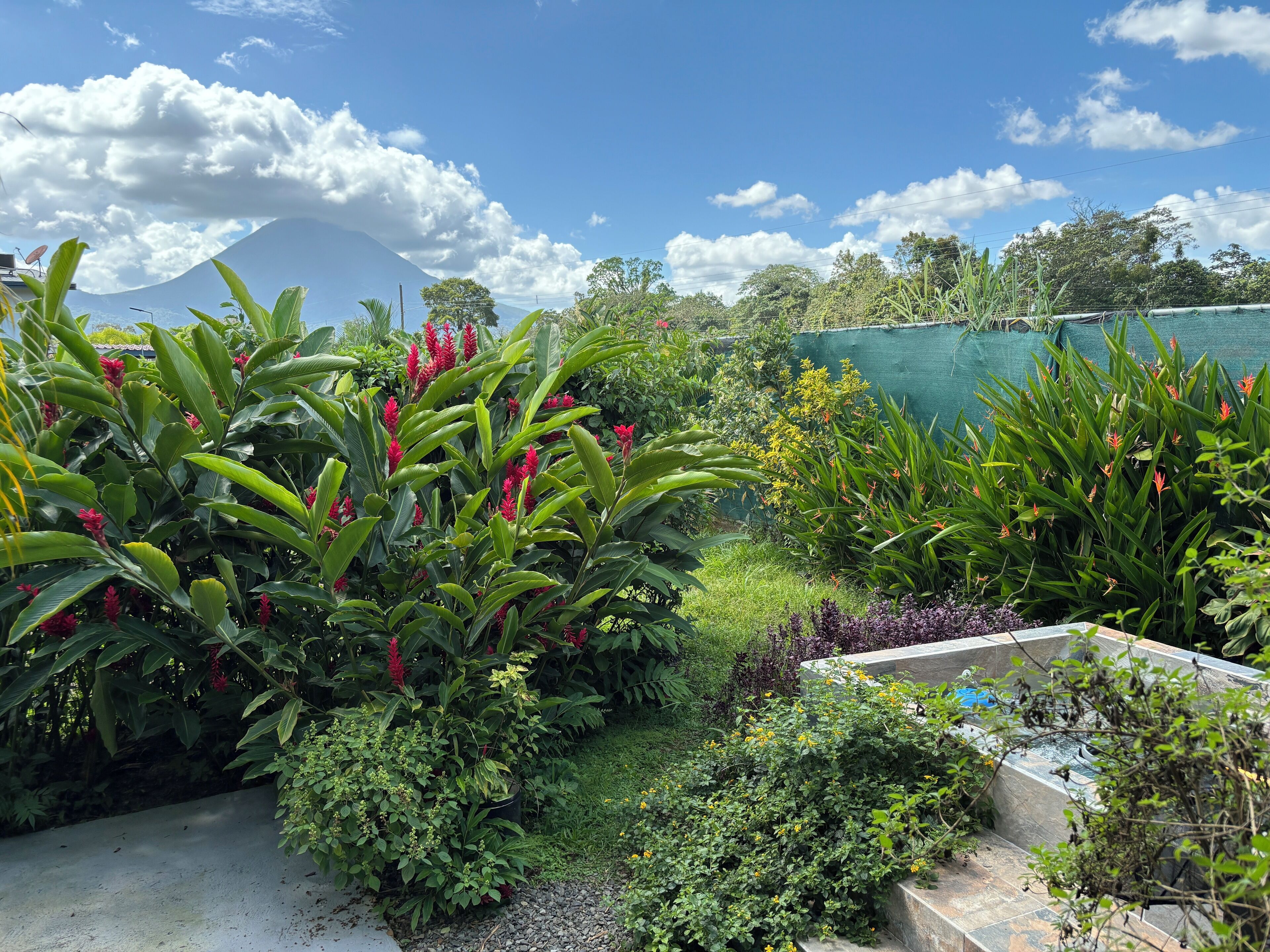 A garden with various plants and a mountain in the background.