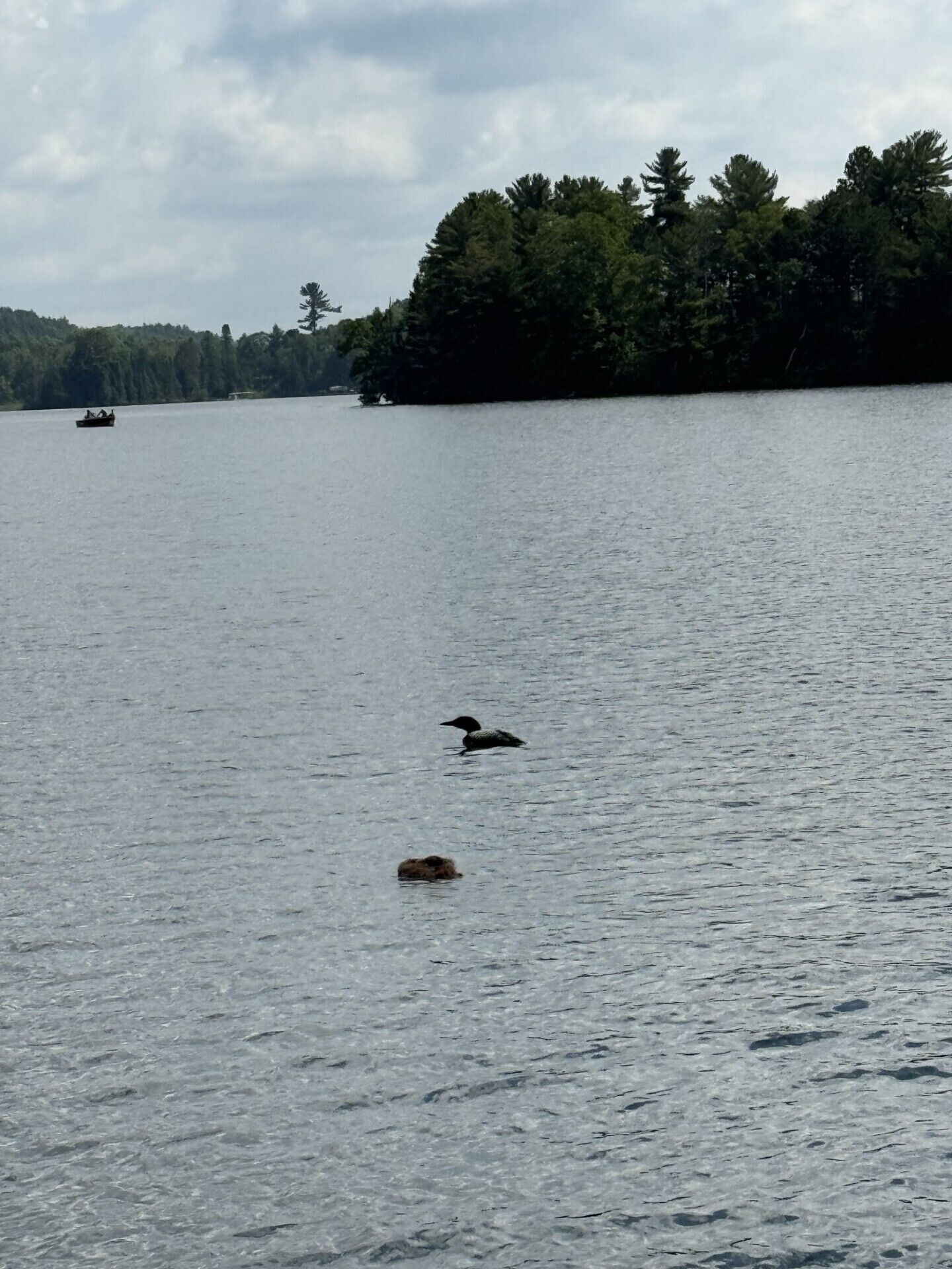 Un lago tranquilo con un bote a lo lejos y un pato nadando en primer plano.