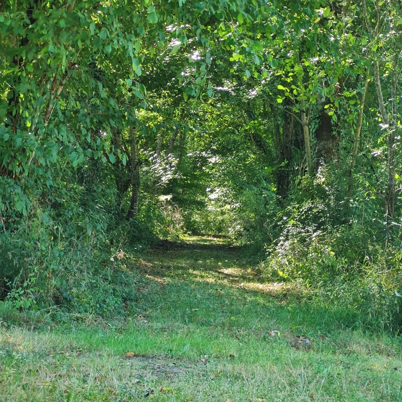 A narrow, natural path surrounded by dense green foliage, leading into a shaded area.