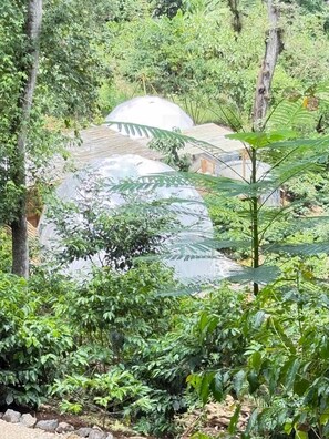 Comfort Room, 1 King Bed - Alma Glamping  (Coatepec)