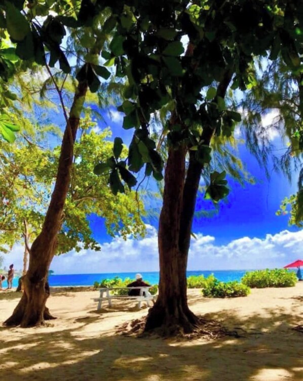 A beach scene with two prominent trees, a bench, and a distant view of the ocean.
