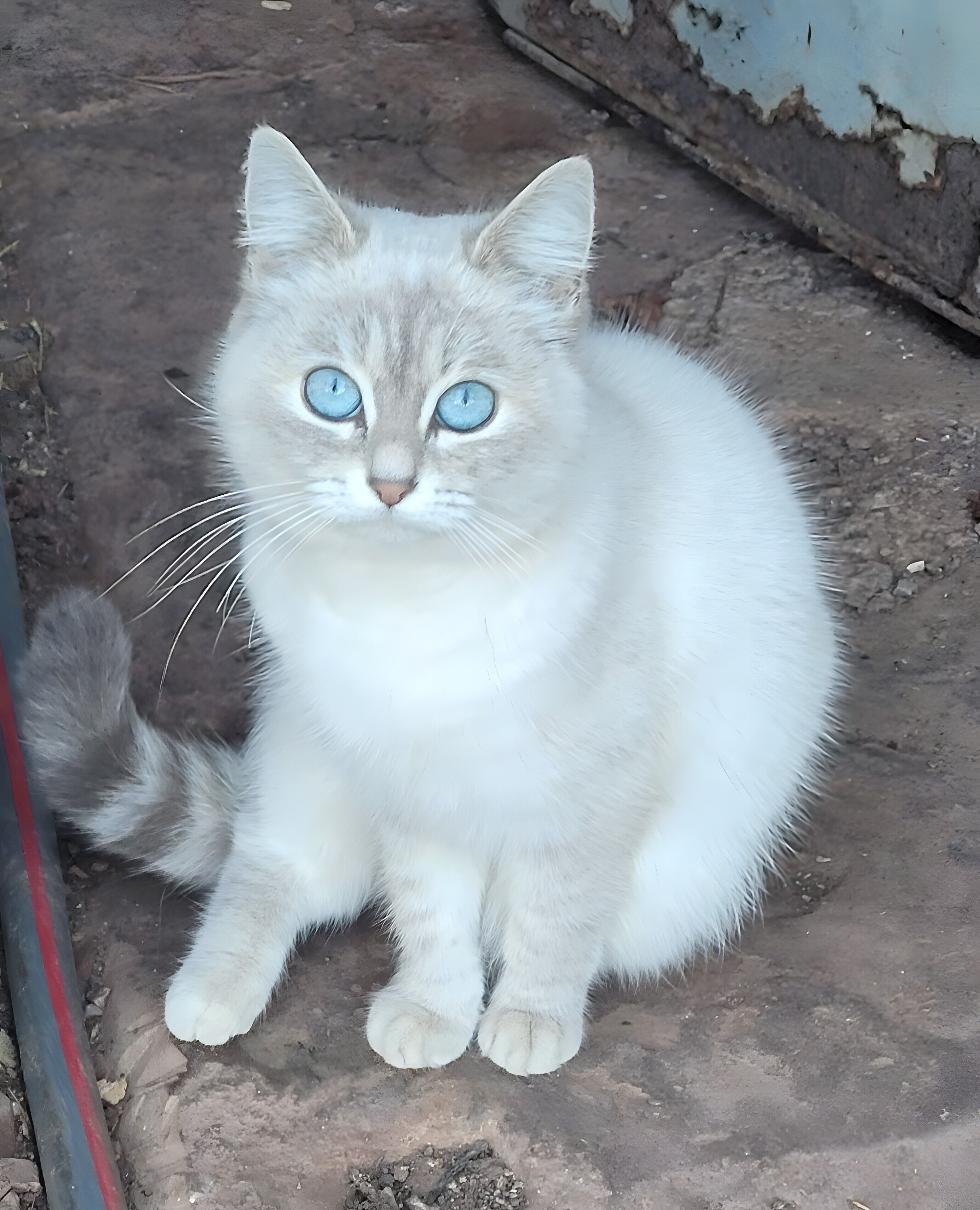 Een kat zit op een betonnen oppervlak.