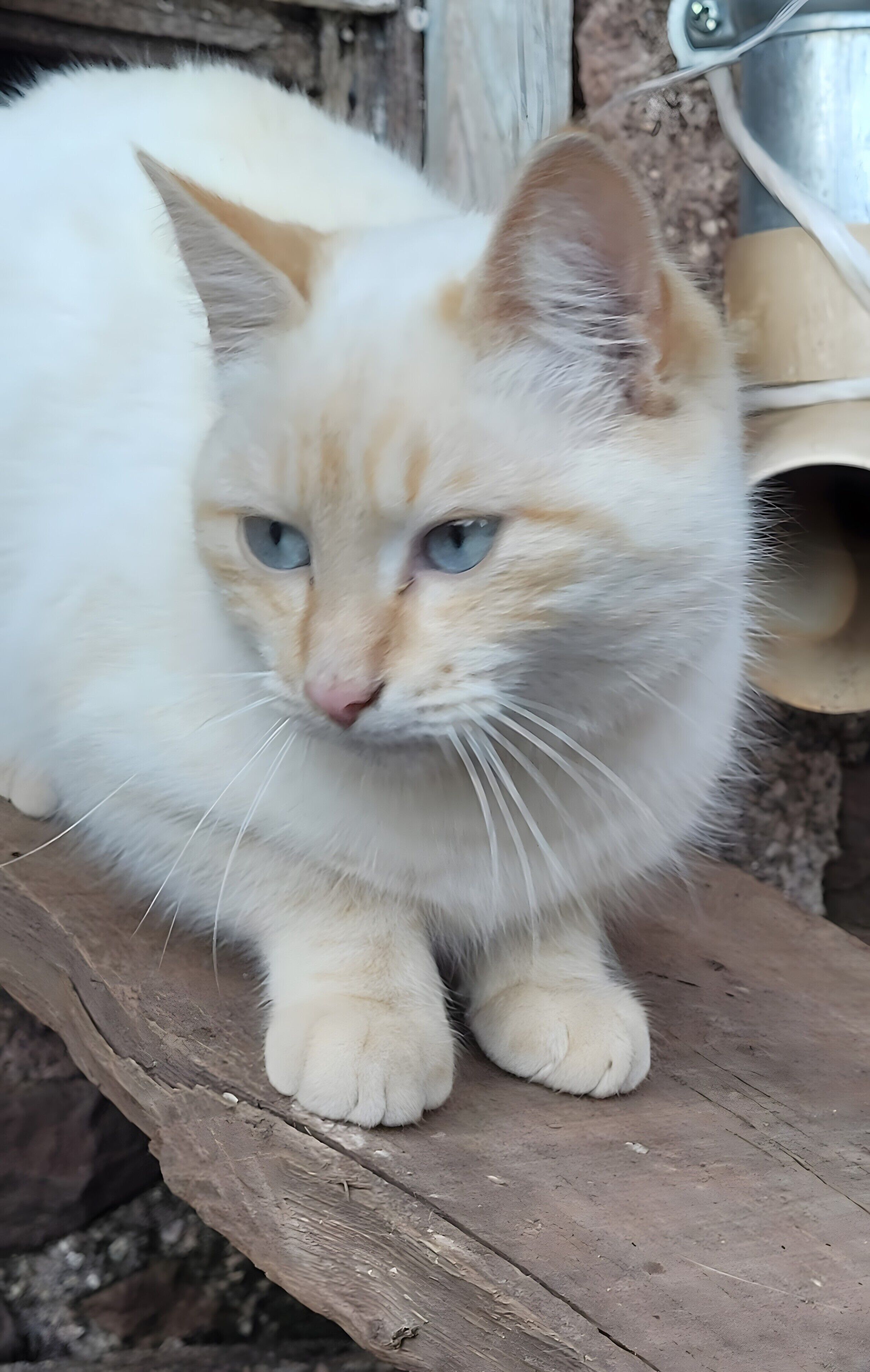 A fluffy white and orange cat sitting on a wooden surface.