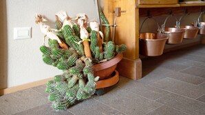 A cactus plant in a terracotta pot on a tiled floor, with a wooden cabinet and copper pots in the background. - Room 'Lagemma-stanza Dei Mirtilli' with Mountain View, Shared Garden and Wi-Fi (Sant'Orsola Terme)