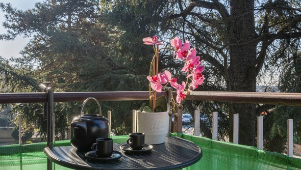 A round table with a teapot and cups, a potted plant, and a view of trees and a road.
