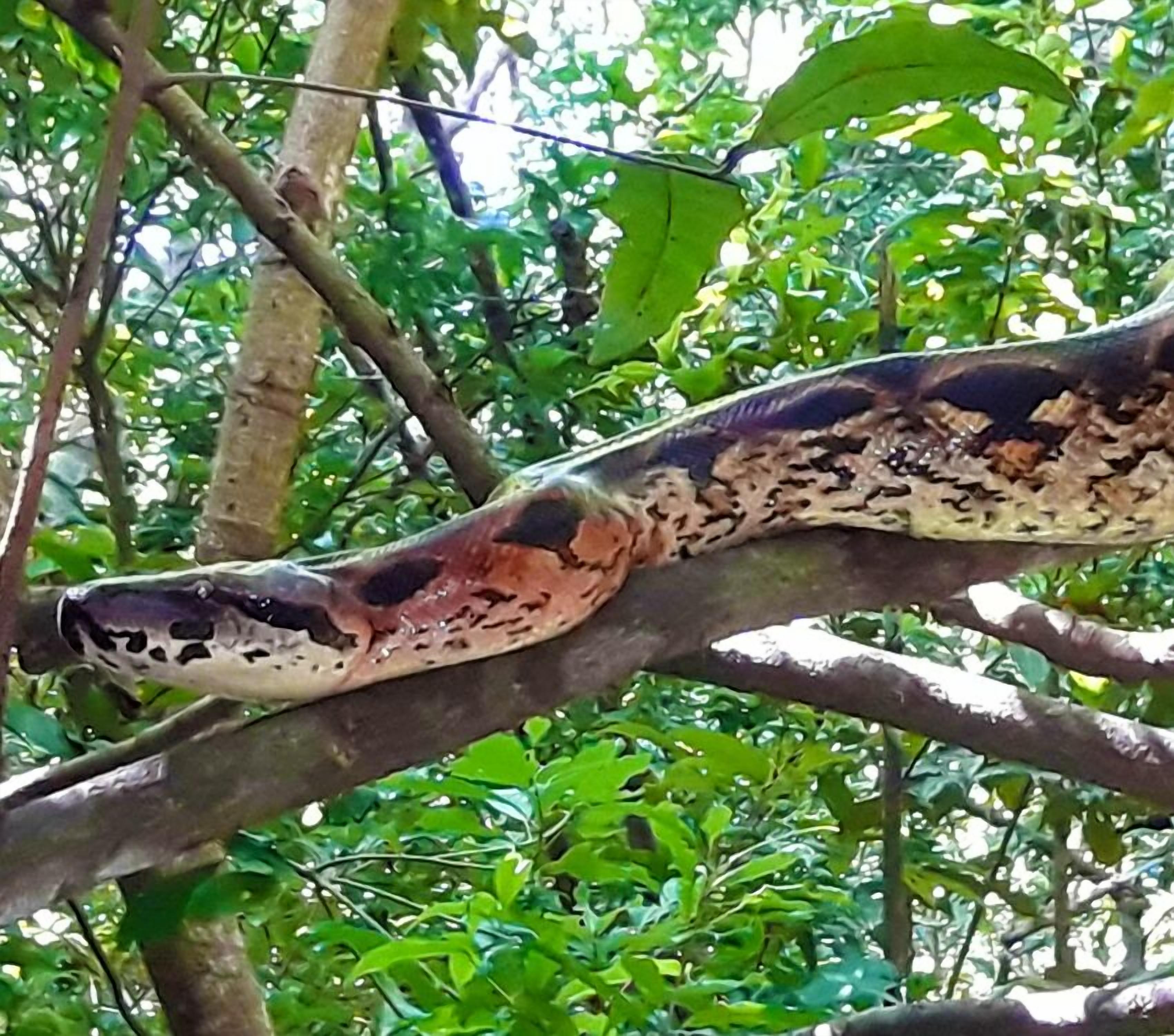 A snake on a tree branch.