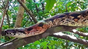 A snake on a tree branch.