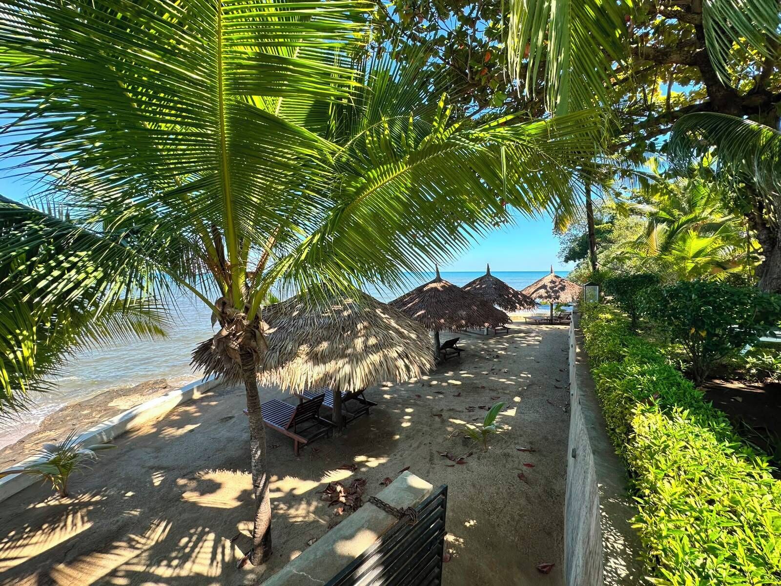 A beach with palm trees, thatched umbrellas, and a sandy walkway.