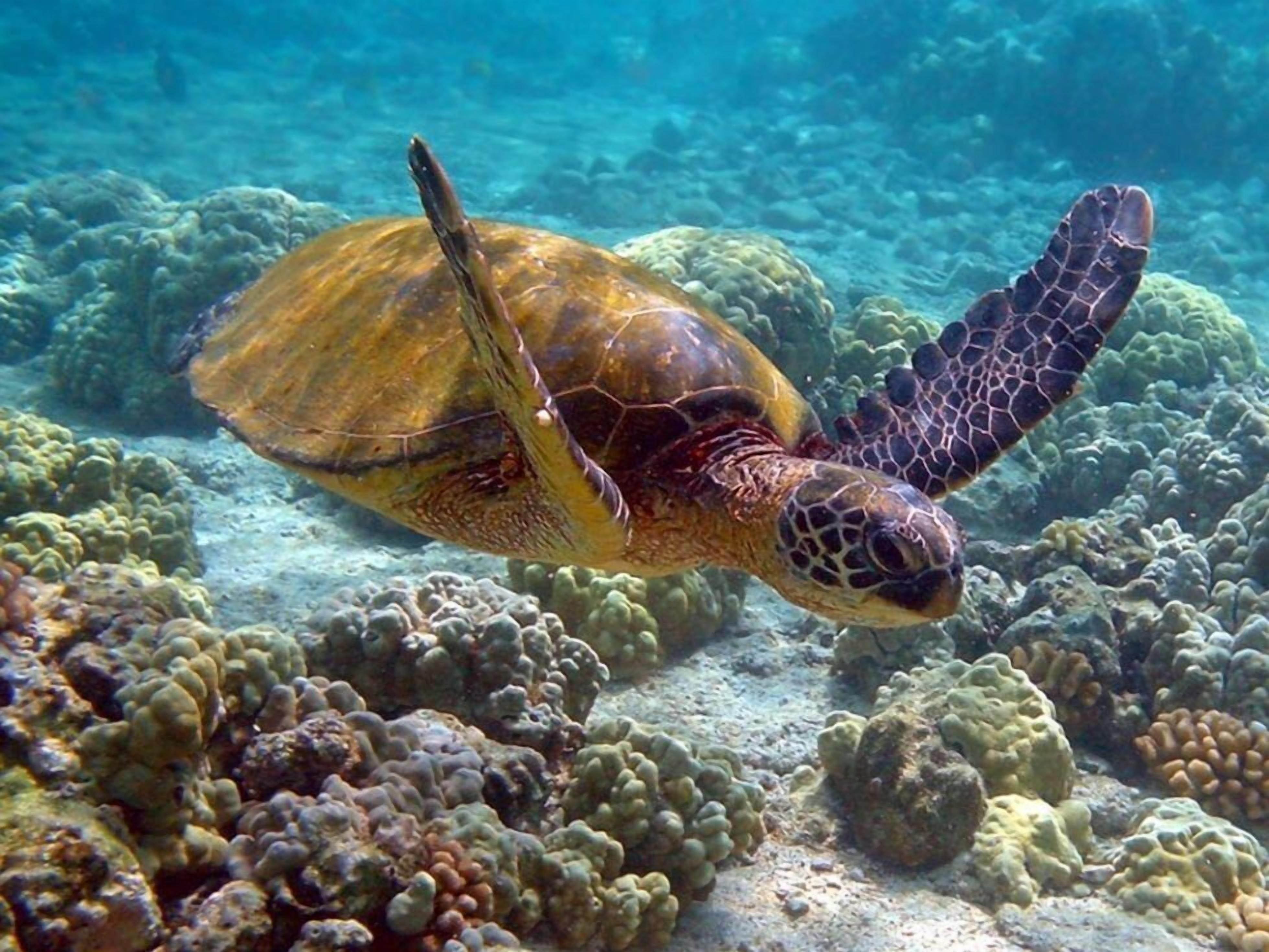 A sea turtle swimming near a coral reef.