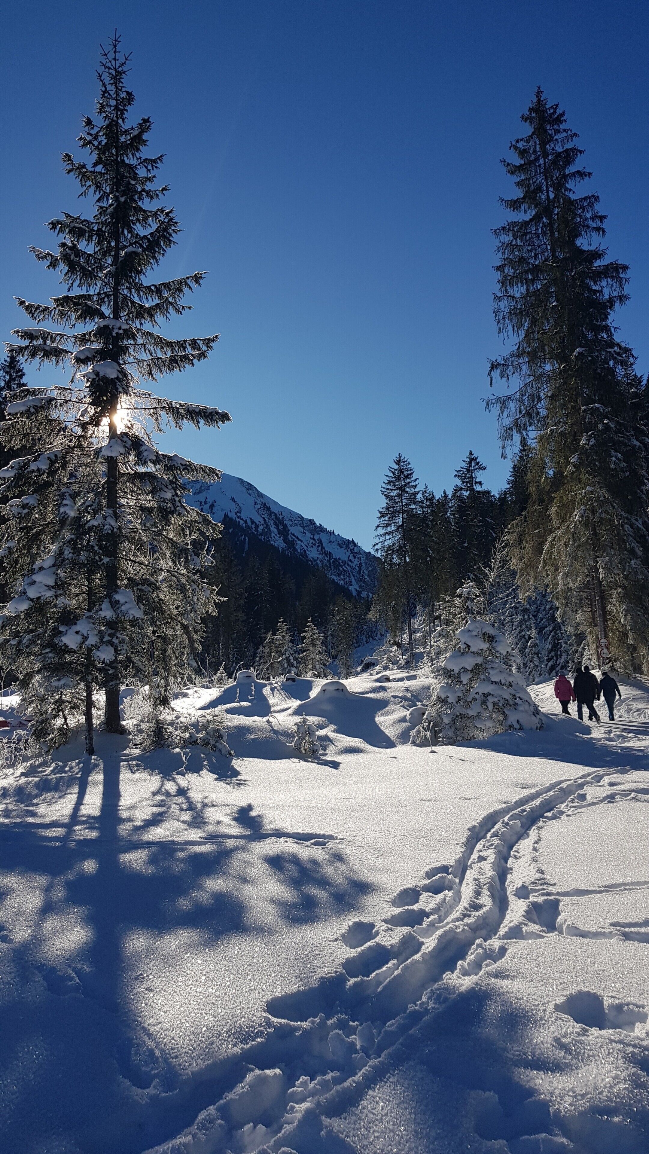 Schneebedeckte Landschaft mit Nadelbäumen und einem Berg im Hintergrund.