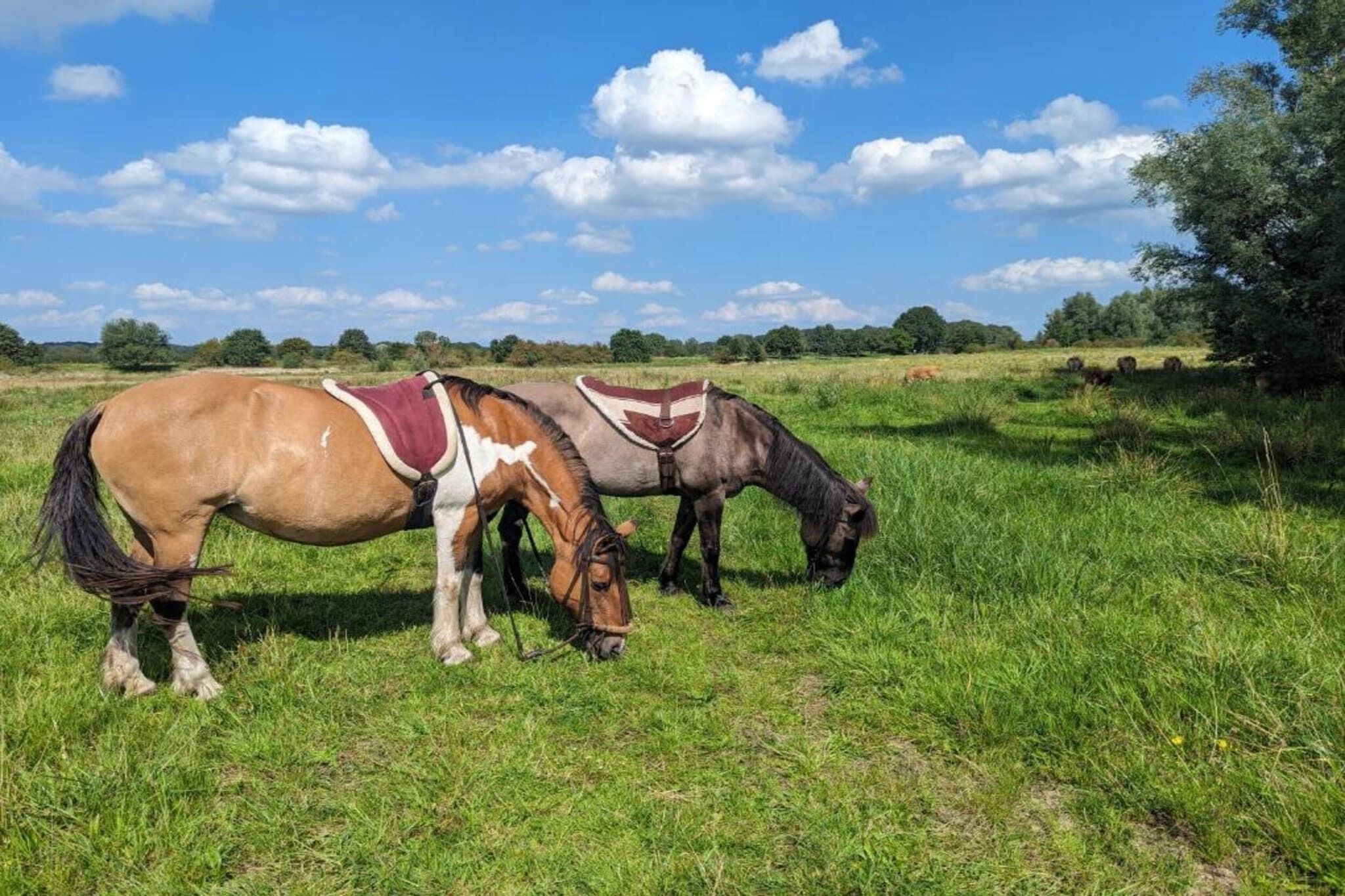 Twee paarden grazen in een grasveld met bomen op de achtergrond.