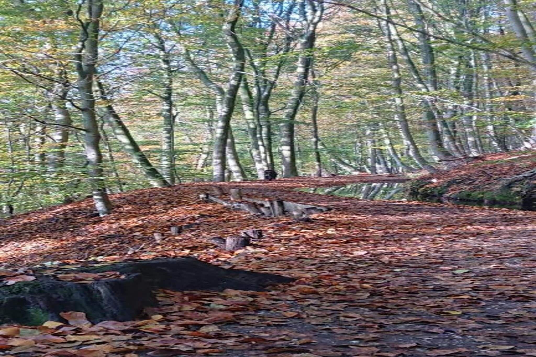 Ein bewaldetes Gebiet mit einem Feldweg, der mit herabgefallenen Blättern bedeckt ist.