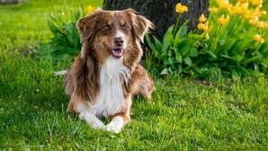 Ein Hund liegt auf der Wiese, umgeben von gelben Blumen, mit einem Baum im Hintergrund.