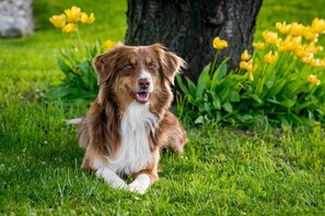 A dog lying on grass with yellow flowers and a tree in the background. - Ferienhaus im skandinavischen Stil (Rechlin)