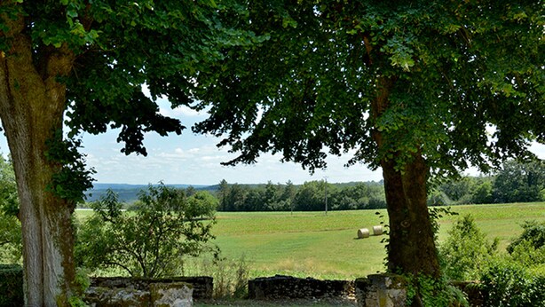 Ländliche Landschaft mit Bäumen, einer Steinmauer und einem Feld.